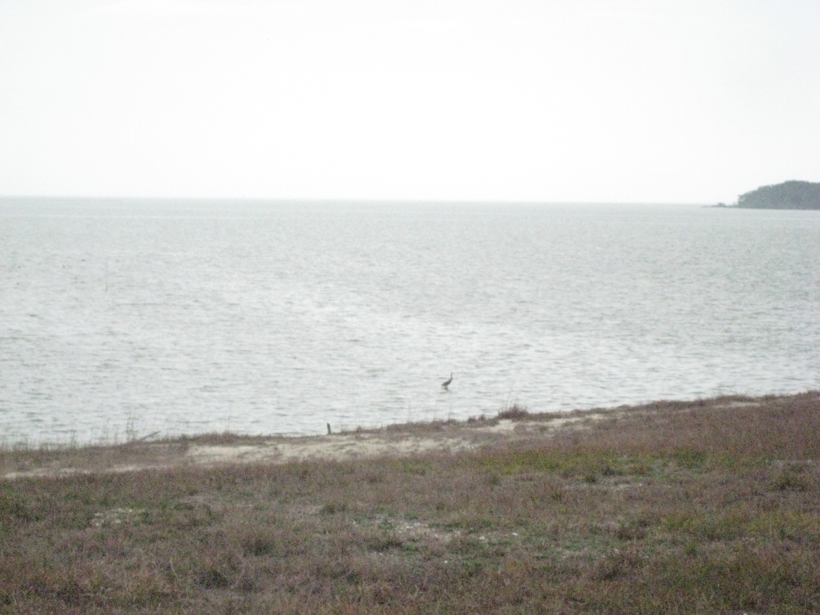 Birds!